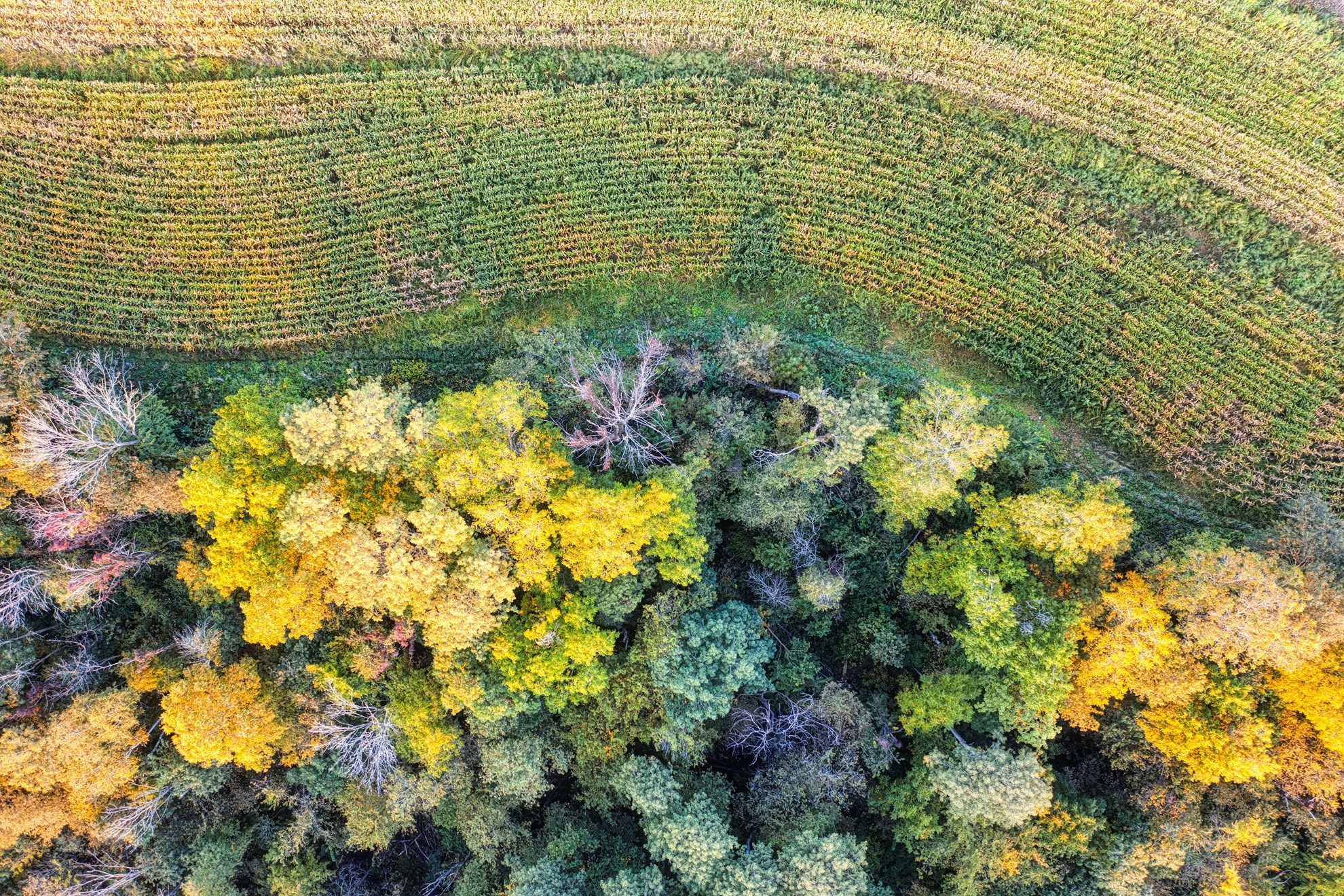 Biodiversità, la natura nel cuore dell’economia: l’Europa cambia passo?