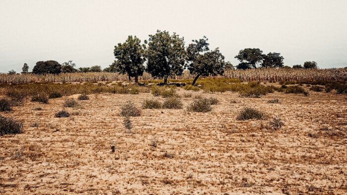 El Niño torna a minacciare i raccolti: la FAO individua le aree più esposte alla siccità