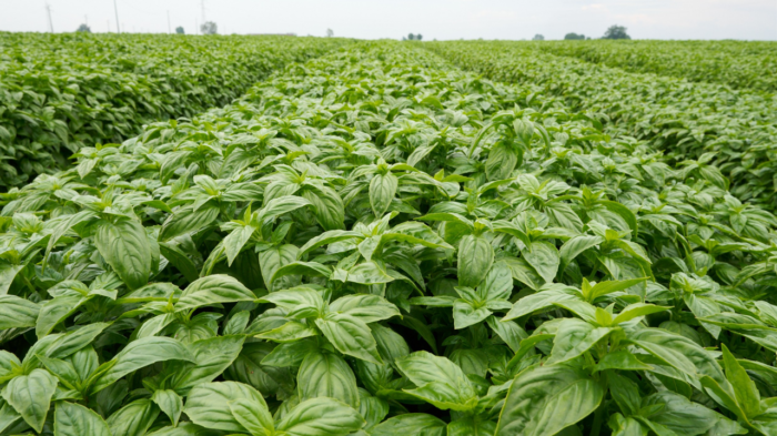 Filiera del basilico: ricerca e imprese fanno squadra contro la peronospora