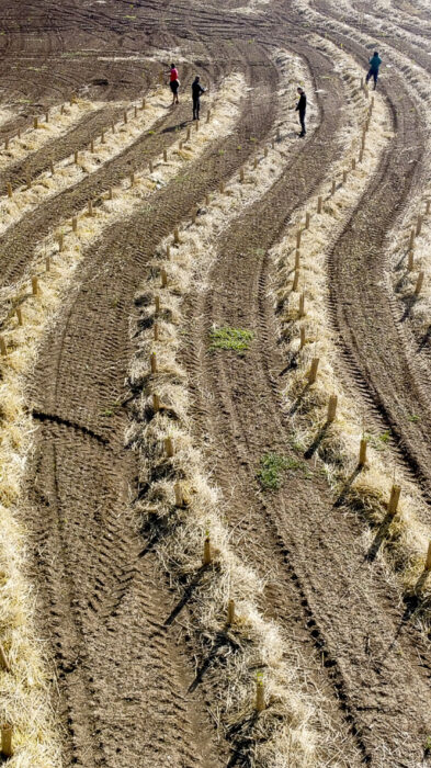 KilometroVerdeParma: «Piantare alberi in Pianura Padana non è un gesto simbolico»