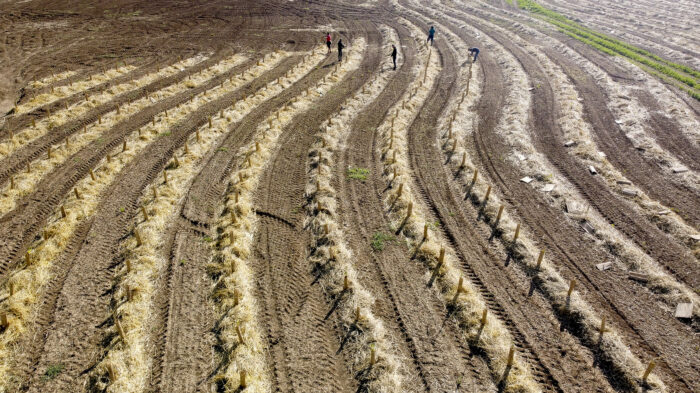 KilometroVerdeParma: «Piantare alberi in Pianura Padana non è un gesto simbolico»