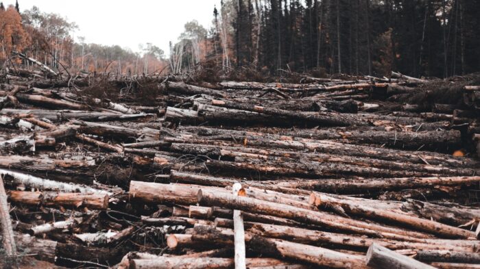 Crimini ambientali e foreste: un allarme che l'Europa non può più ignorare
