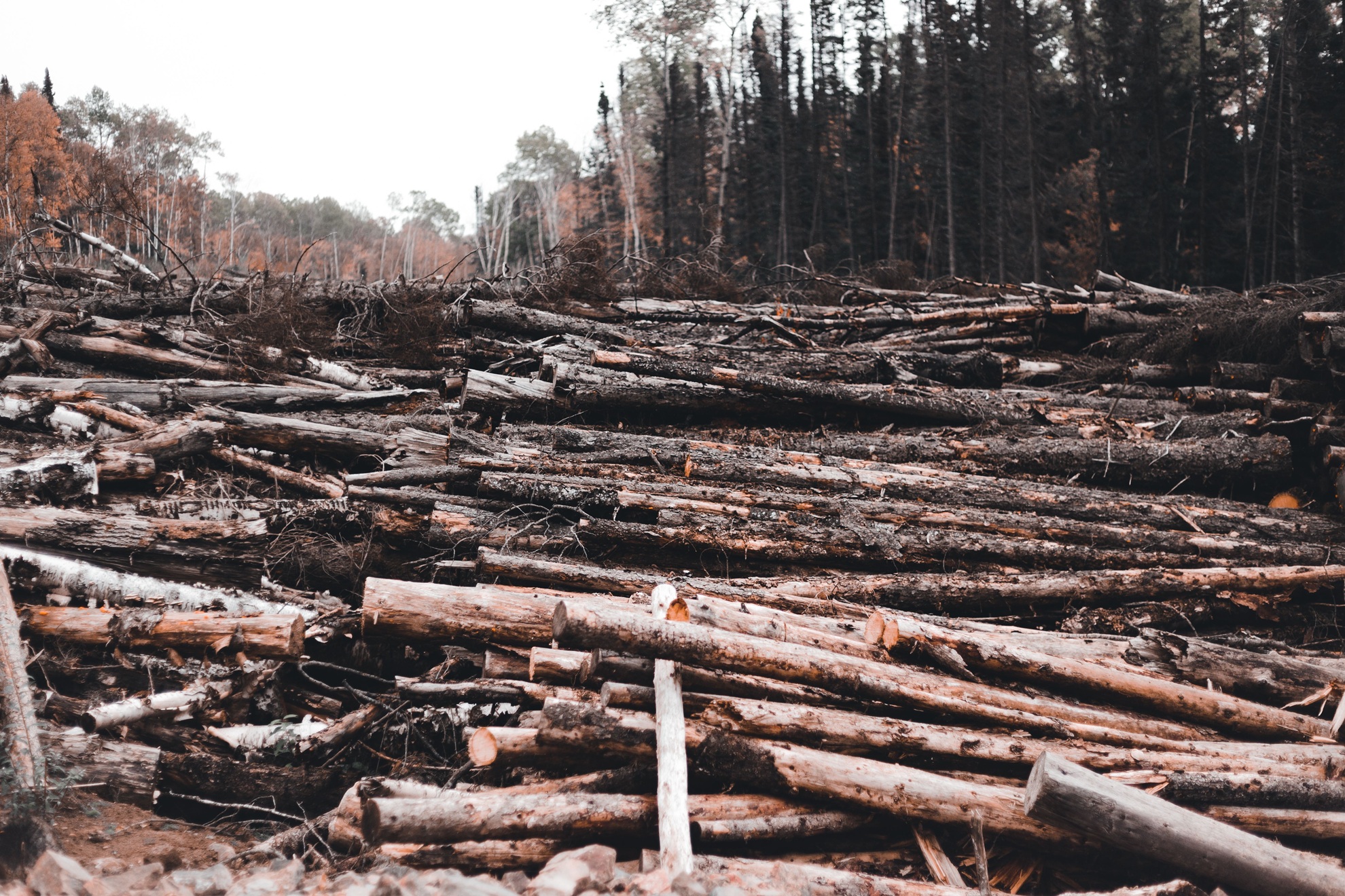 Crimini ambientali e foreste: un allarme che l’Europa non può più ignorare