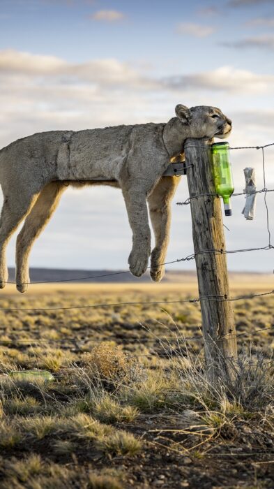Wildlife Photographer of the Year, la natura oltre lo scatto