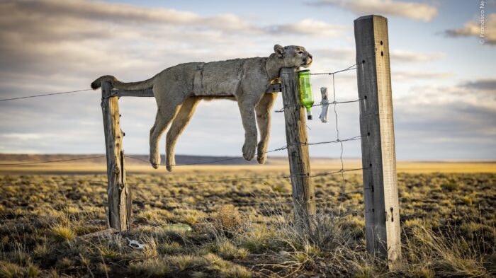 Wildlife Photographer of the Year, la natura oltre lo scatto