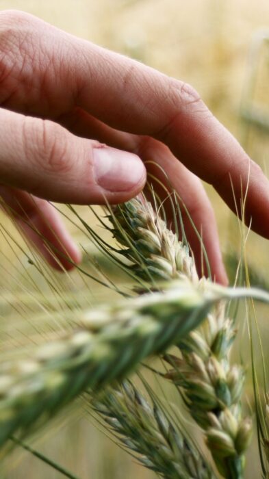 Agrifoodtech, perché l’Italia investe poco nelle sue startup?