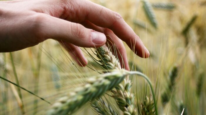 Agrifoodtech, perché l’Italia investe poco nelle sue startup?